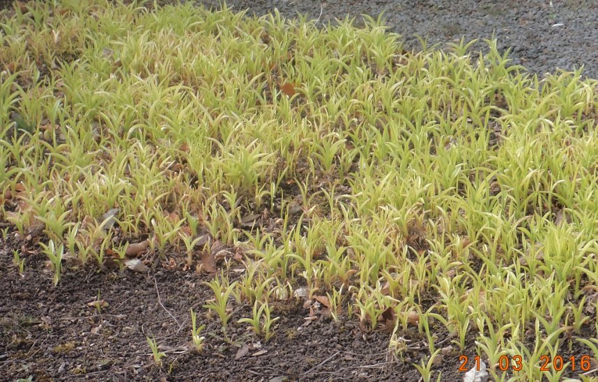 Petersberggarten erwacht aus dem Winterschlaf