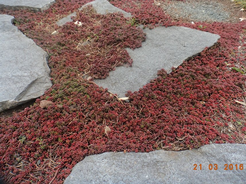 Petersberggarten erwacht aus dem Winterschlaf