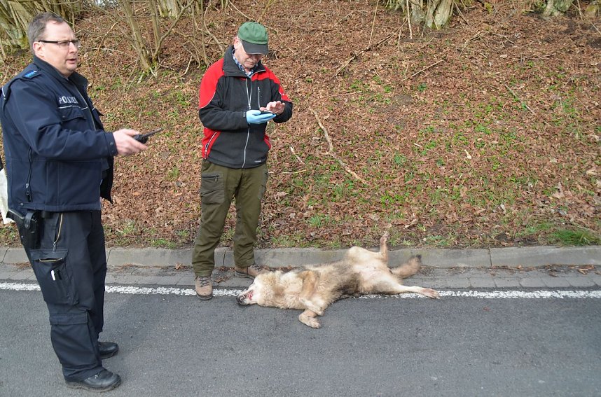 Totes Tier ist ein Wolfshund