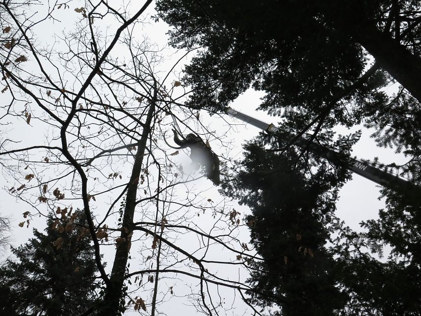 Das Mammut ist umgezogen