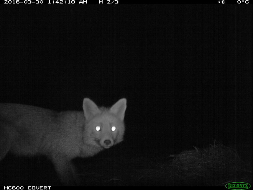 Eine komplette Attacke