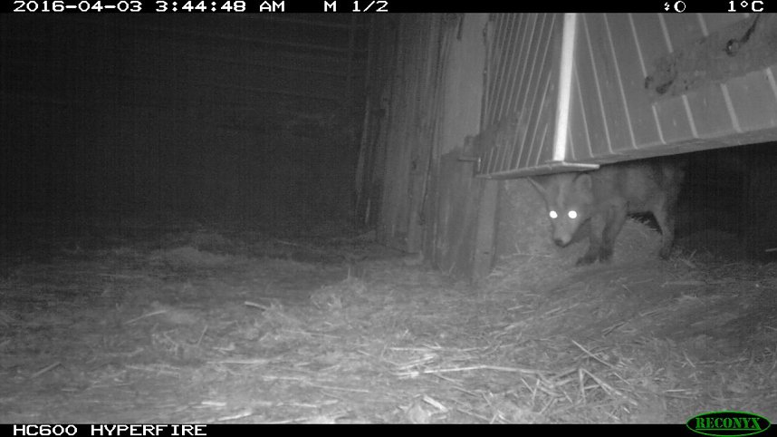 Eine komplette Attacke