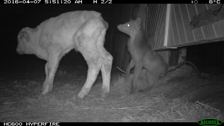 Eine komplette Attacke