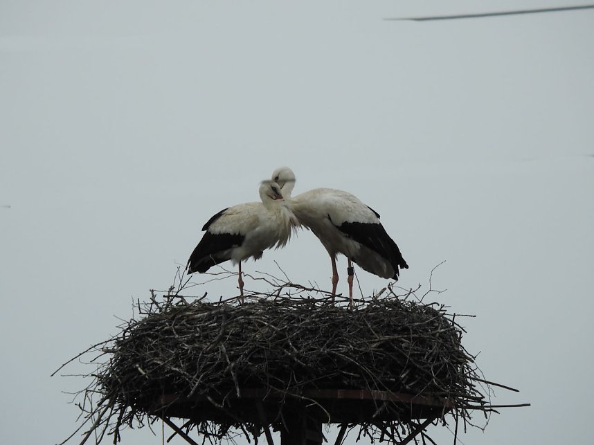 Fr&uuml;hling im Storchennest