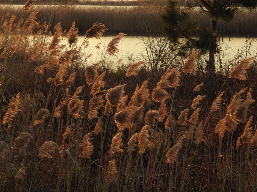 Peter Blei unterwegs - Seelhausener See im Abendrot