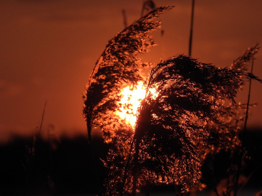 Peter Blei unterwegs - Seelhausener See im Abendrot