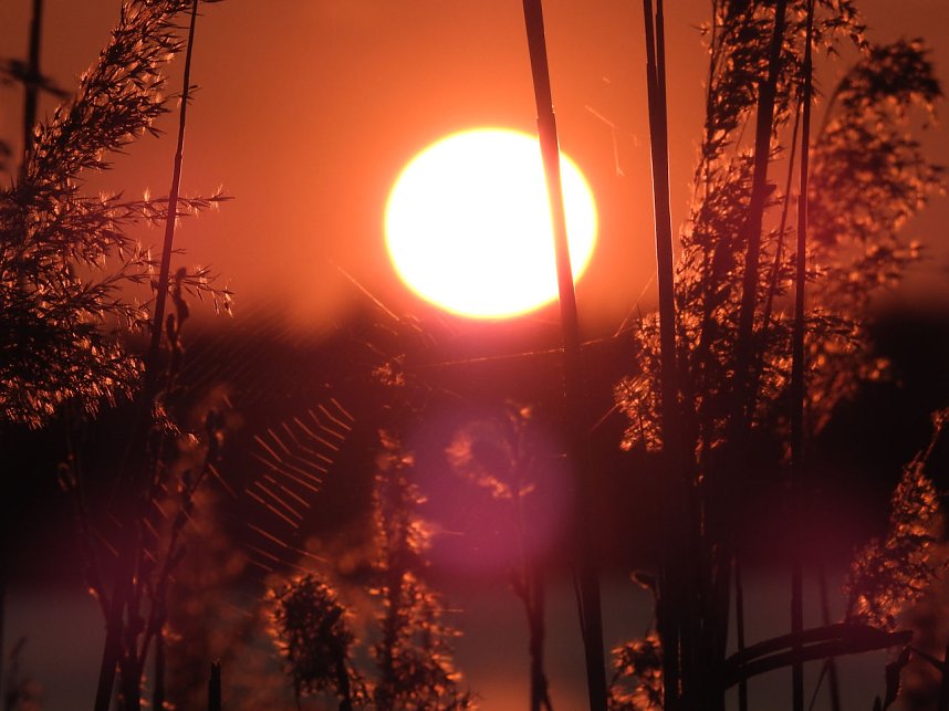 Peter Blei unterwegs - Seelhausener See im Abendrot