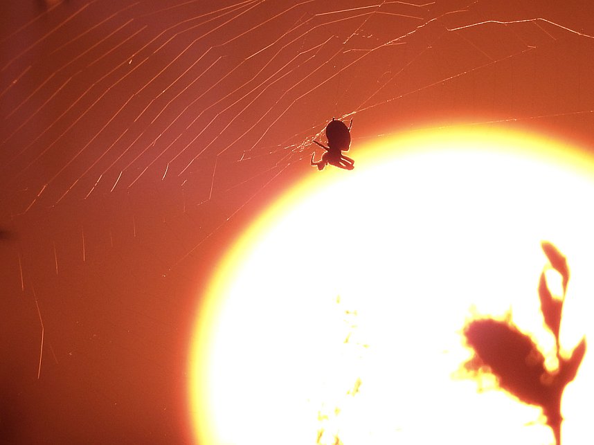 Peter Blei unterwegs - Seelhausener See im Abendrot