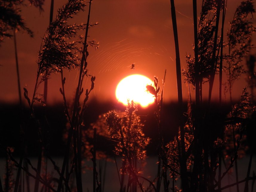 Peter Blei unterwegs - Seelhausener See im Abendrot