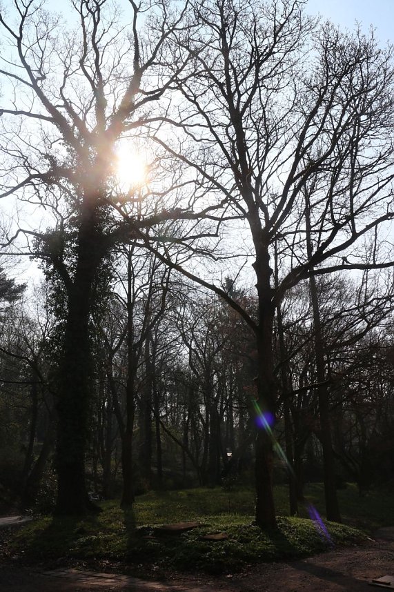 Der Fr&uuml;hling hat schon lange Einzug gehalten im Park Hohenrode