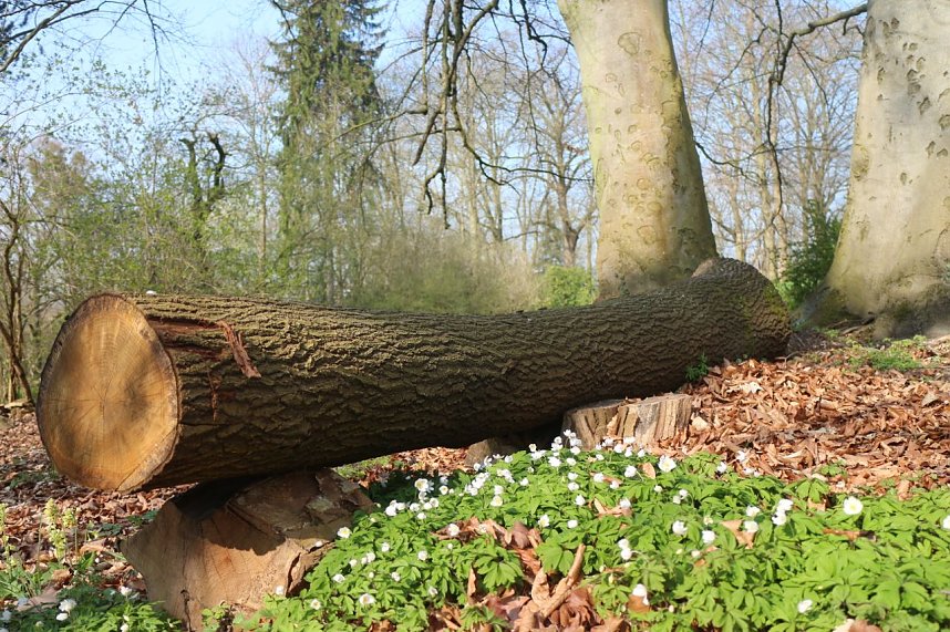 Der Fr&uuml;hling hat schon lange Einzug gehalten im Park Hohenrode