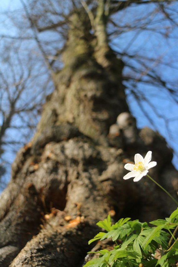 Der Fr&uuml;hling hat schon lange Einzug gehalten im Park Hohenrode