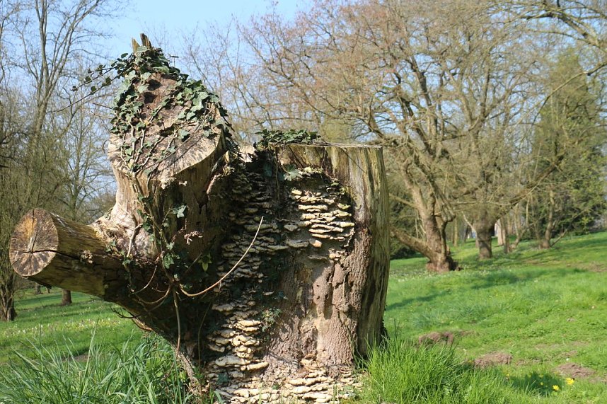 Der Fr&uuml;hling hat schon lange Einzug gehalten im Park Hohenrode