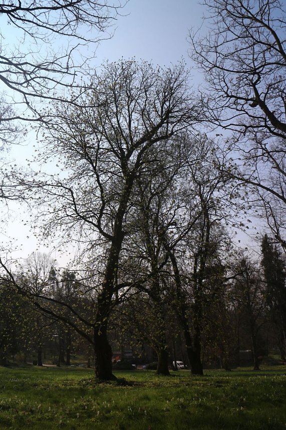 Der Fr&uuml;hling hat schon lange Einzug gehalten im Park Hohenrode
