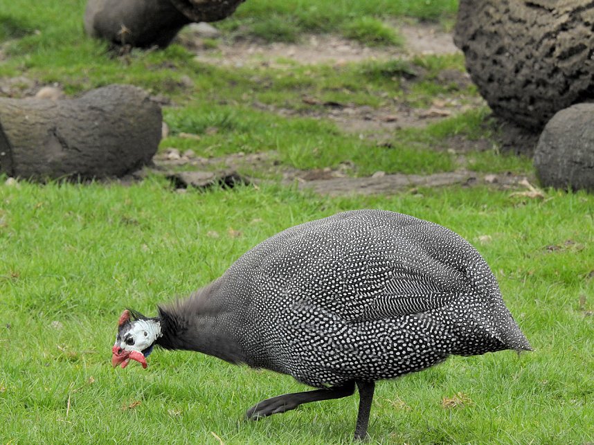 Tiergarten Delitzsch
