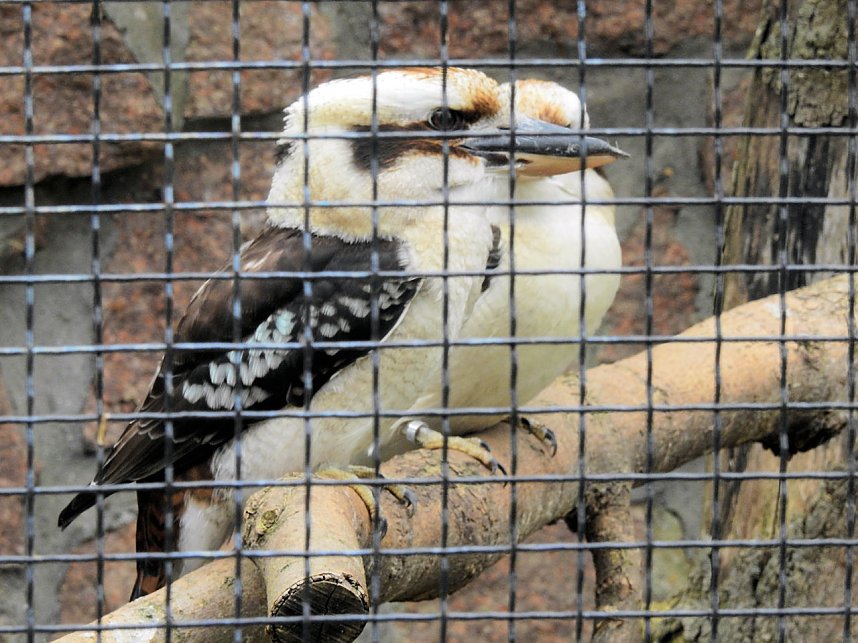 Tiergarten Delitzsch