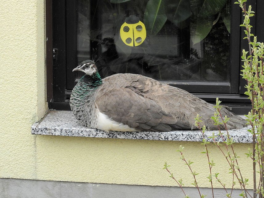 Tiergarten Delitzsch