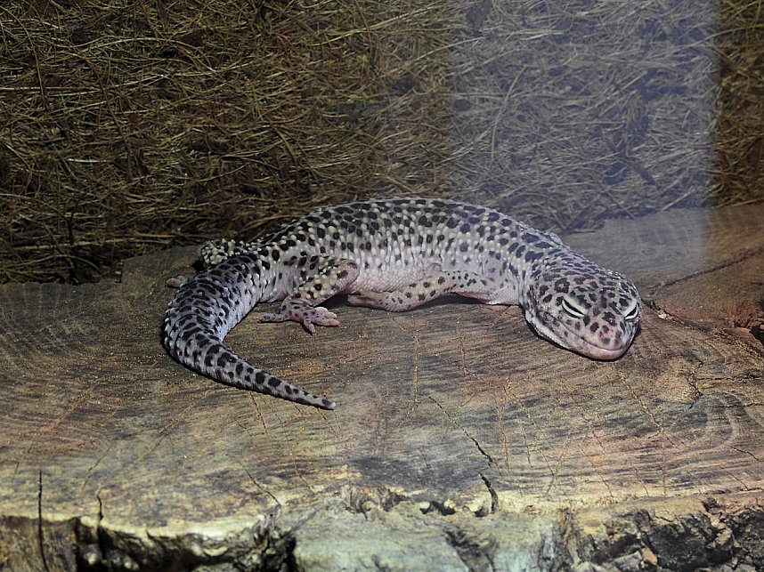 Tiergarten Delitzsch