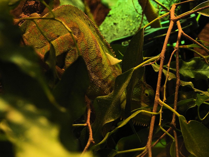 Tiergarten Delitzsch