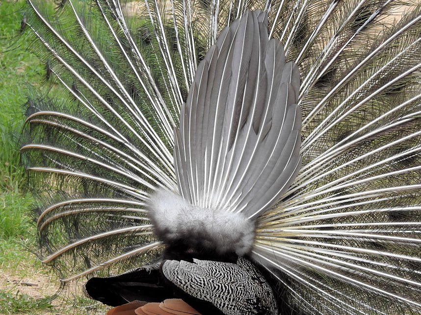 Tiergarten Delitzsch
