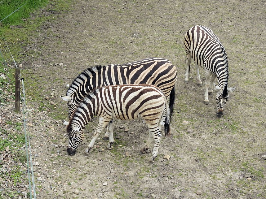 Tiergarten Delitzsch