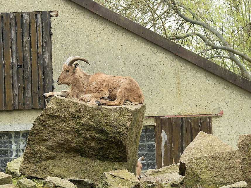Tiergarten Delitzsch
