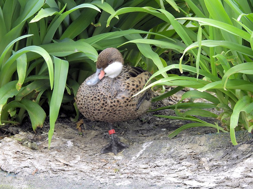 Tiergarten Delitzsch