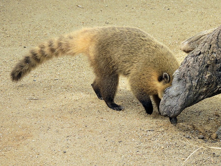 Tiergarten Delitzsch