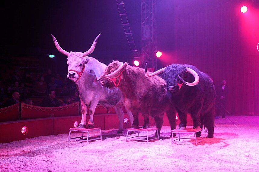 Zirkus Knie in Nordhausen