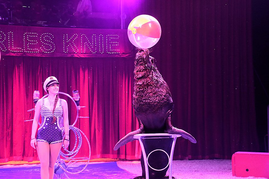 Zirkus Knie in Nordhausen