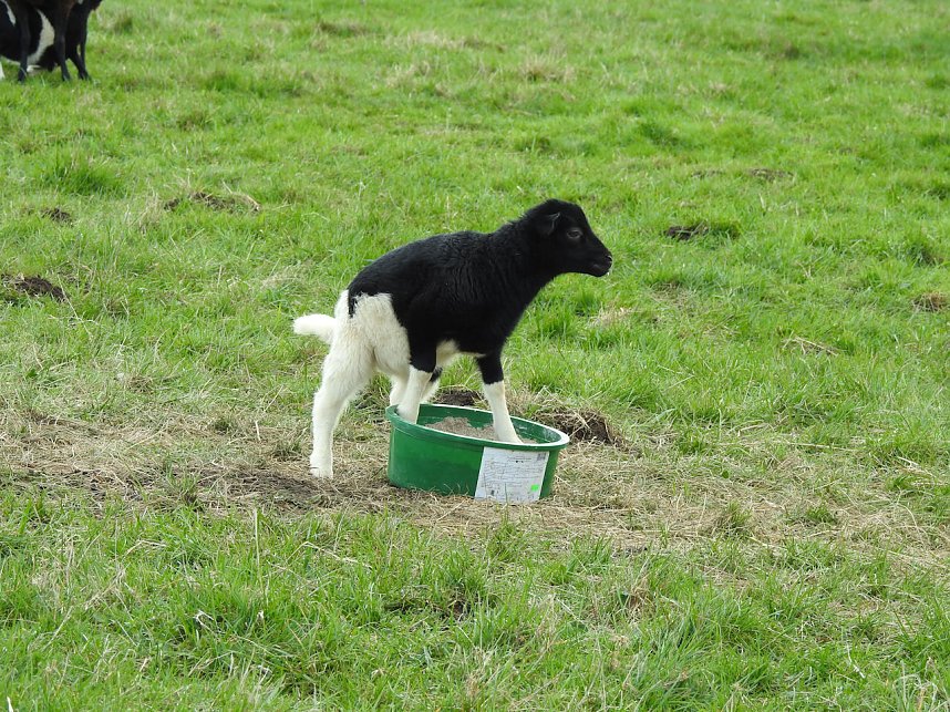 L&auml;mmerfest auf der Ziegenalm