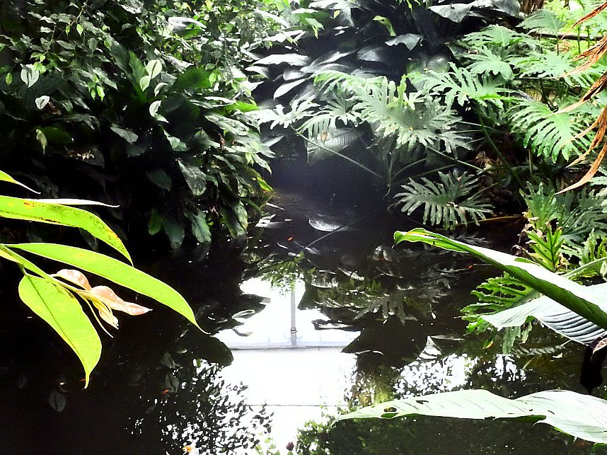 Schmetterlinge mitten in der Stadt