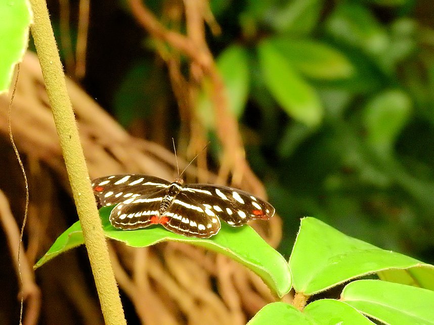 Schmetterlinge mitten in der Stadt