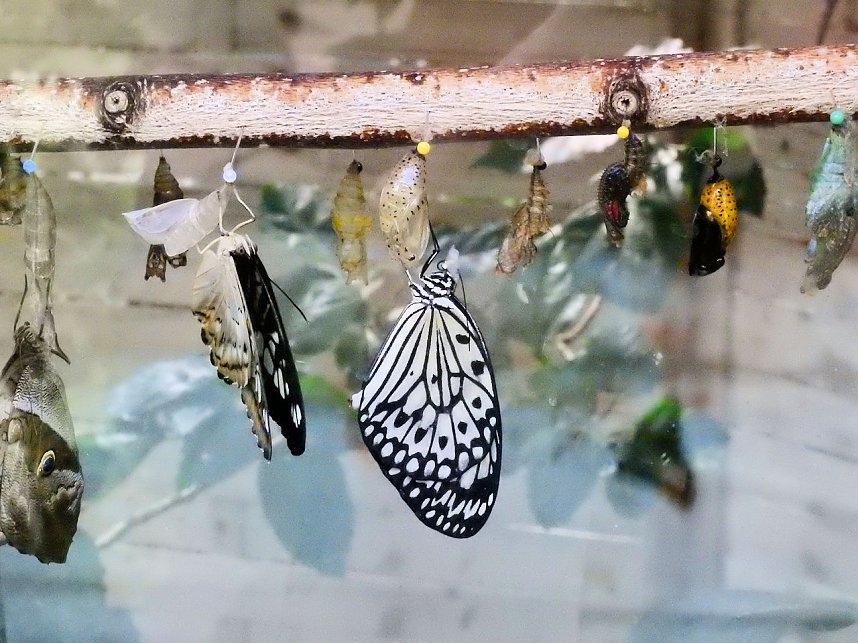 Schmetterlinge mitten in der Stadt