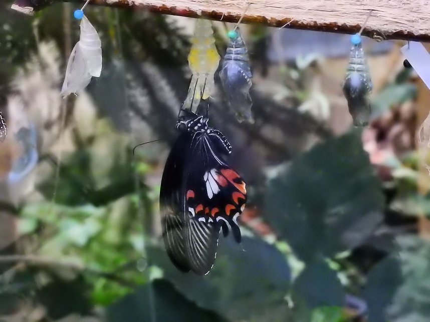 Schmetterlinge mitten in der Stadt