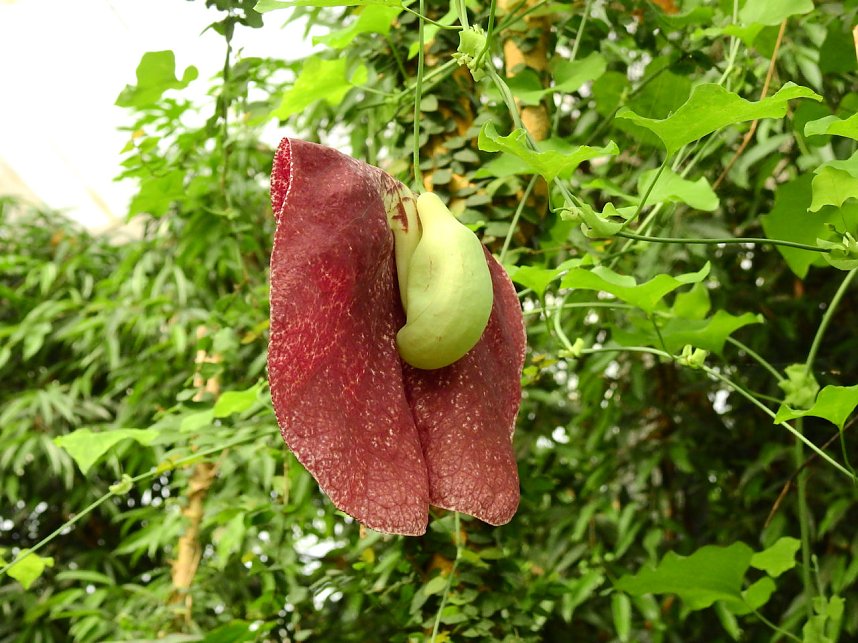 Schmetterlinge mitten in der Stadt