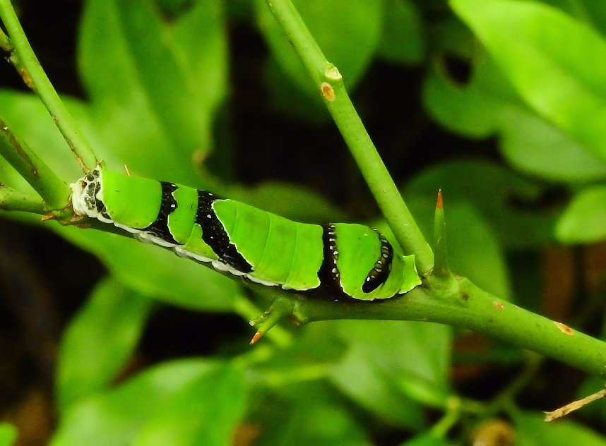 Schmetterlinge mitten in der Stadt