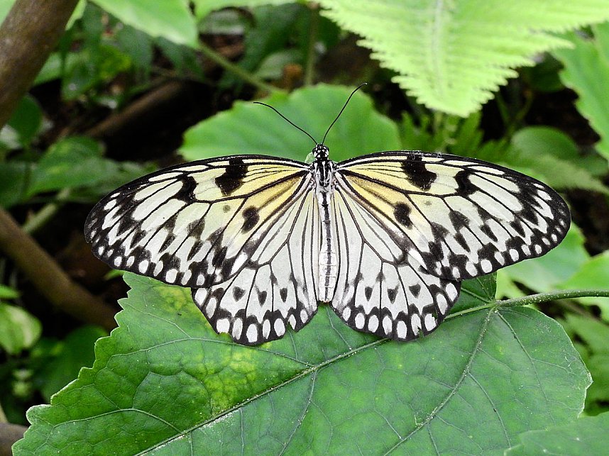 Schmetterlinge mitten in der Stadt