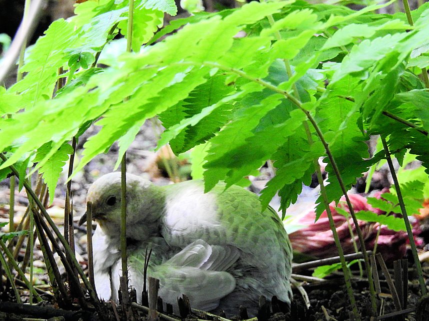Schmetterlinge mitten in der Stadt