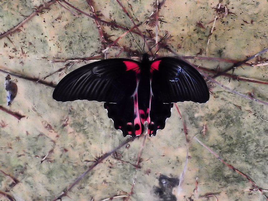 Schmetterlinge mitten in der Stadt