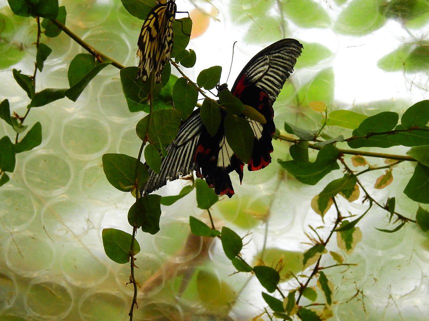 Schmetterlinge mitten in der Stadt
