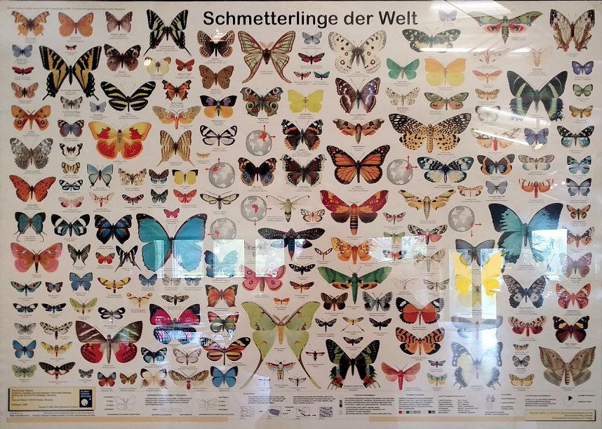 Schmetterlinge mitten in der Stadt