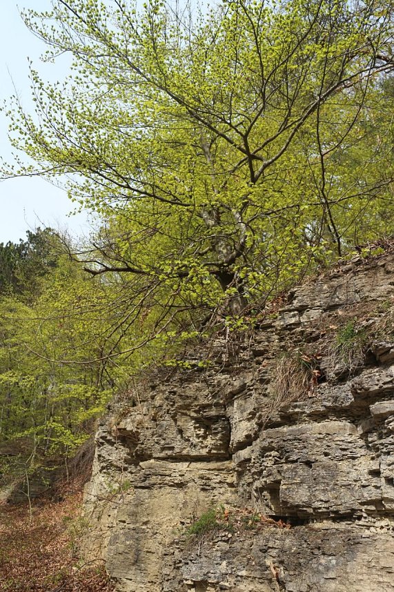 Sparkassenwanderung in Bleicherode