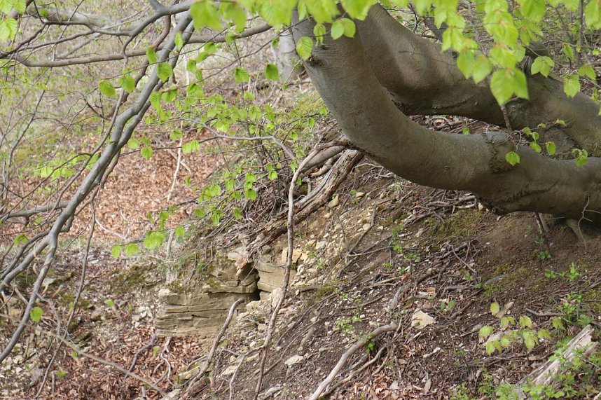 Sparkassenwanderung in Bleicherode