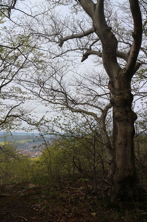 Sparkassenwanderung in Bleicherode