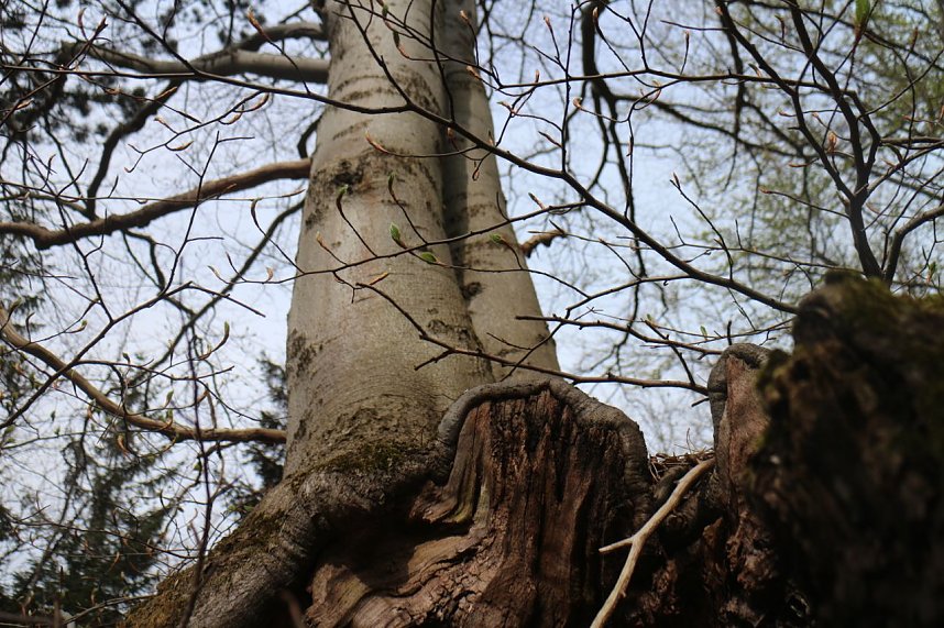 Sparkassenwanderung in Bleicherode