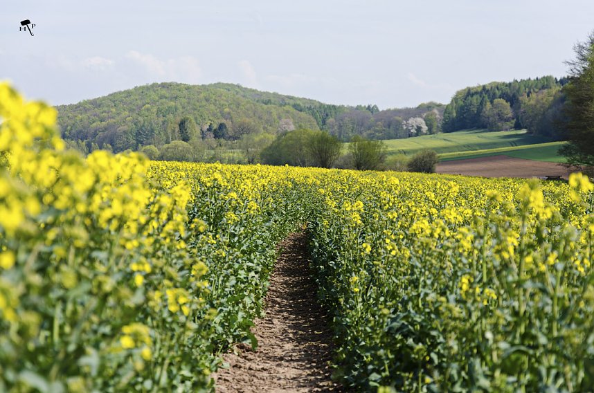 Erdfallseen, trockene Fl&uuml;sse und ganz viel Raps - Christian Schelauske war im Nordwesten des Landkreises unterwegs