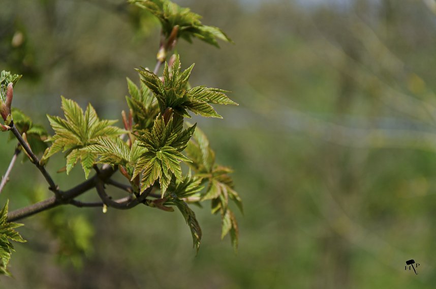 Erdfallseen, trockene Fl&uuml;sse und ganz viel Raps - Christian Schelauske war im Nordwesten des Landkreises unterwegs