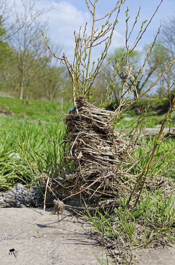 Erdfallseen, trockene Fl&uuml;sse und ganz viel Raps - Christian Schelauske war im Nordwesten des Landkreises unterwegs