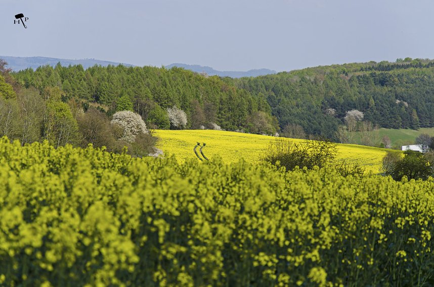 Erdfallseen, trockene Fl&uuml;sse und ganz viel Raps - Christian Schelauske war im Nordwesten des Landkreises unterwegs